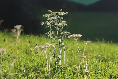 Close up of flowers blooming in field