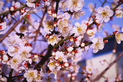 Close-up of cherry blossoms in spring