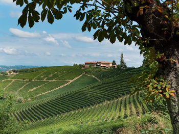 Scenic view of agricultural field against sky