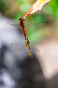 Close-up of dragonfly