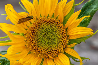 Close-up of honey bee on sunflower