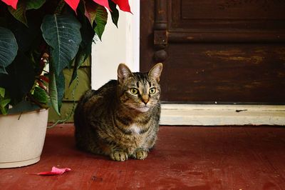 Portrait of cat sitting on floor