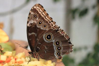 Close-up of butterfly perching outdoors