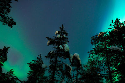 Low angle view of silhouette trees against sky at night