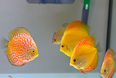 Close-up of fish swimming in aquarium