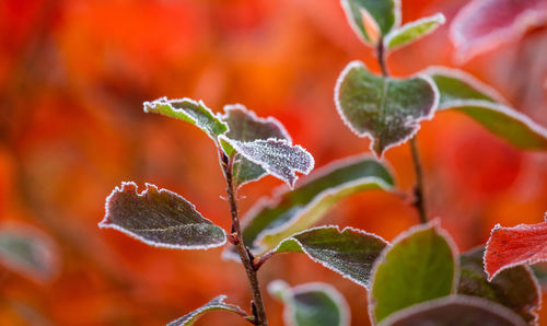 Beautiful red aronia leaves with a frosty edge. morning scenery in the garden. 