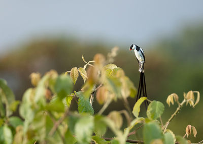 Close-up of bird perching on a plant