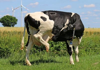 Cow standing in a field