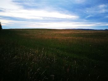 Scenic view of wheat field against sky