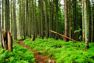 Pine trees in forest