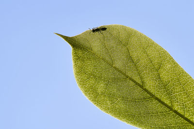 Close-up of insect against blue sky