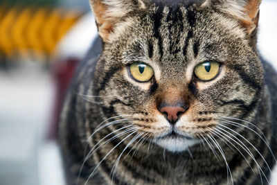 Close-up portrait of a cat