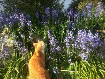 View of cat on purple flowering plants