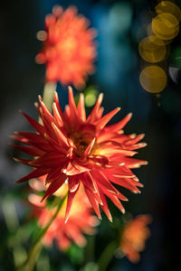 Close-up of red flower blooming outdoors