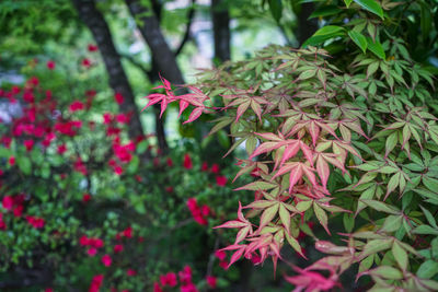 Close-up of pink flowering plant