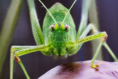 Close-up of insect on hand