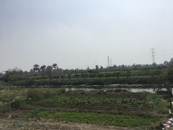 Scenic view of field against clear sky