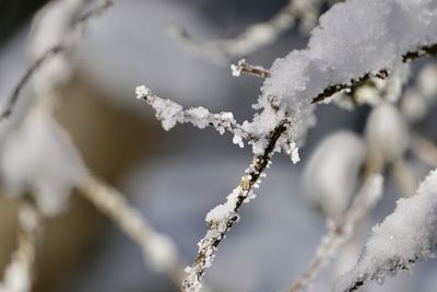 Close-up of frozen plant