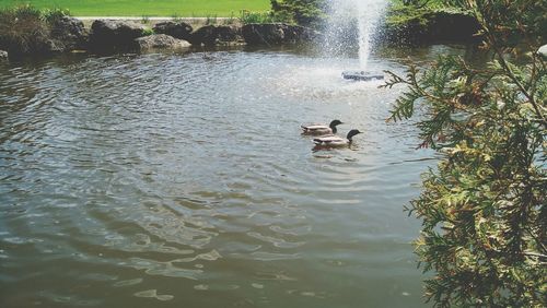 Two swimming in lake