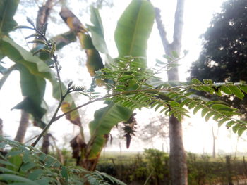 Close-up of tree in greenhouse