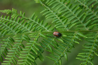 Close-up of insect on leaf