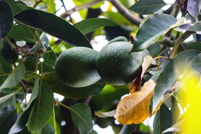 Close-up of berries growing on tree