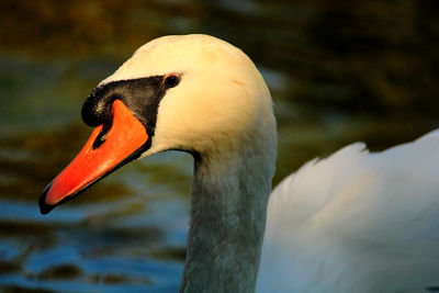 Close-up of swan in lake
