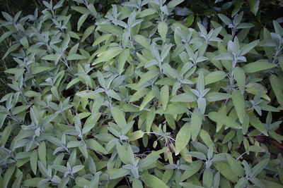 Full frame shot of fresh green leaves on field