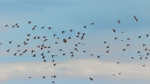 Low angle view of birds flying against sky