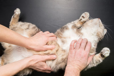 Midsection of cat lying on hand