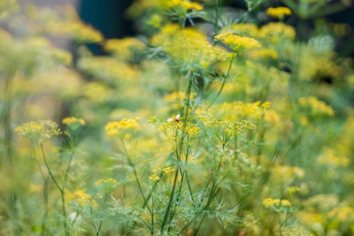 View of yellow flowering plants on field