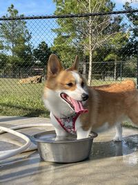 View of a dog