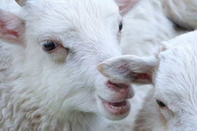 Close-up of sheep