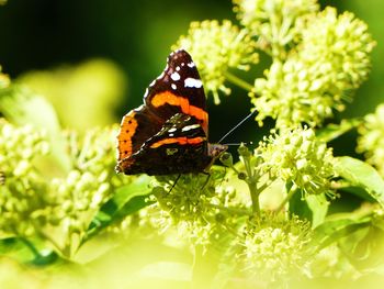 Close-up of butterfly pollinating on flower