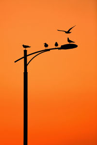 Low angle view of bird perching on street light