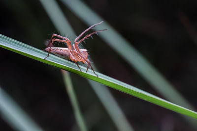 Close-up of insect on grass