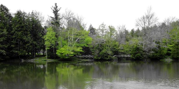 Reflection of trees in lake