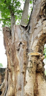 Low angle view of tree trunk