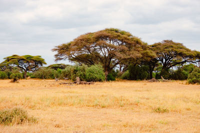 Trees on field against sky