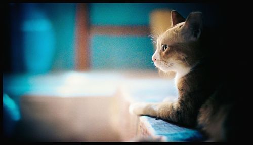 Close-up of a cat looking away