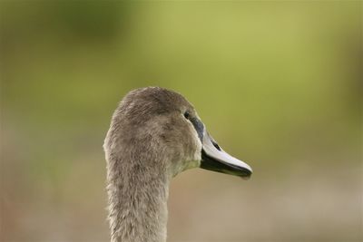 Close-up of a bird