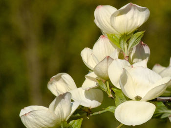 Close-up of white flowering plant