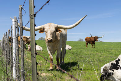 Cows in a field