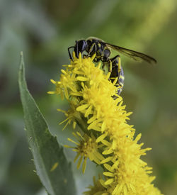 Close-up of bee on yellow flower top