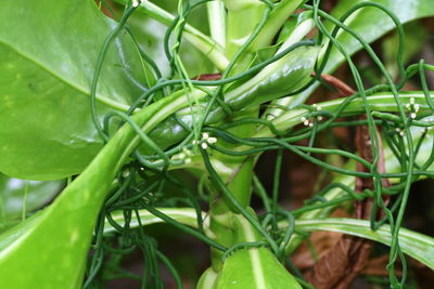 Close-up of fresh green plants