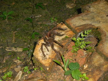 High angle view of dry leaf on land