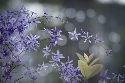 Close-up of purple flowering plants