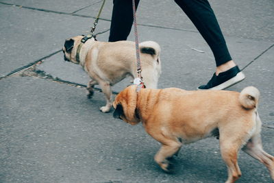 Low section of person with dogs walking on road in city