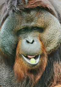 Close-up portrait of orangutan face