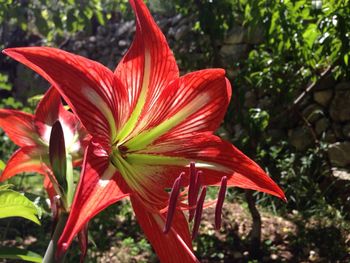 Close-up of red flower